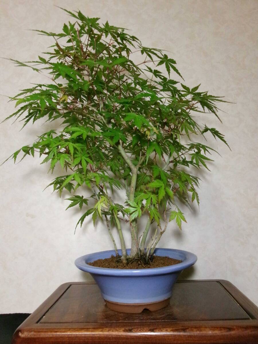  rare old tree feeling on . manner . eminent mountain maple yamamomiji manner . exist stock .. tailoring ..8~10. degree bring-your-own. middle goods (. manner ) bonsai height of tree 43cm( ground . from 37.)