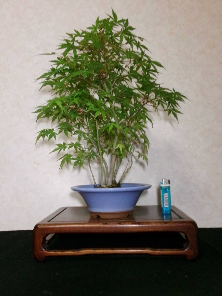  rare old tree feeling on . manner . eminent mountain maple yamamomiji manner . exist stock .. tailoring ..8~10. degree bring-your-own. middle goods (. manner ) bonsai height of tree 43cm( ground . from 37.)
