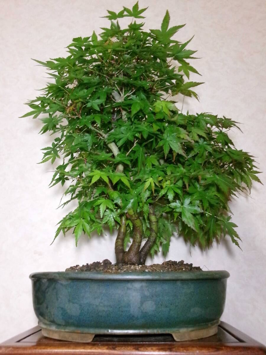  rare old tree feeling on . mountain maple yamamomiji root trim is good underfoot manner . exist stock .. tailoring writing person style 4. bring-your-own. middle goods bonsai height of tree 55 centimeter 