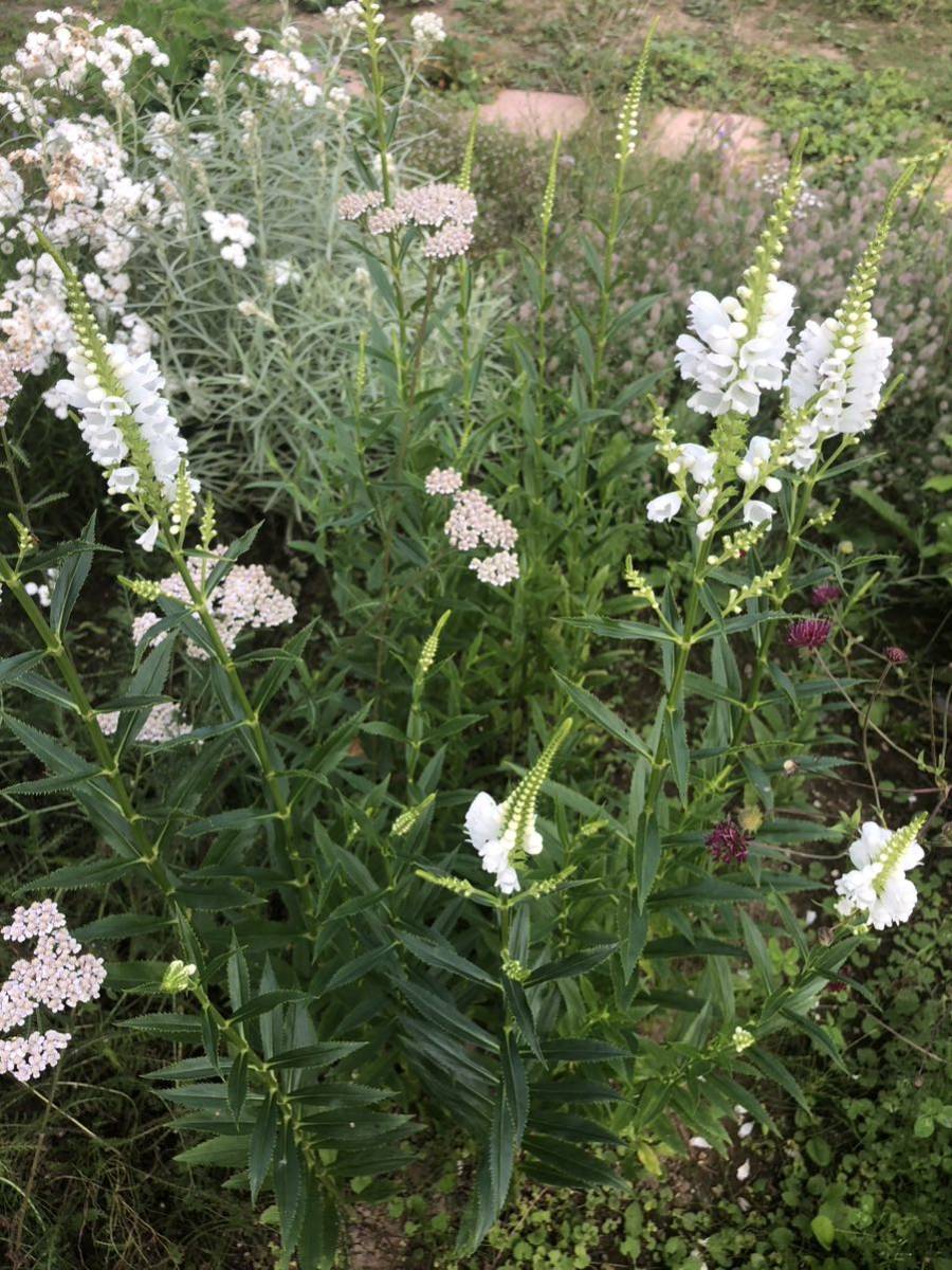 花種 ハナトラノオ 白 多年草 約20粒 北海道よりの画像5