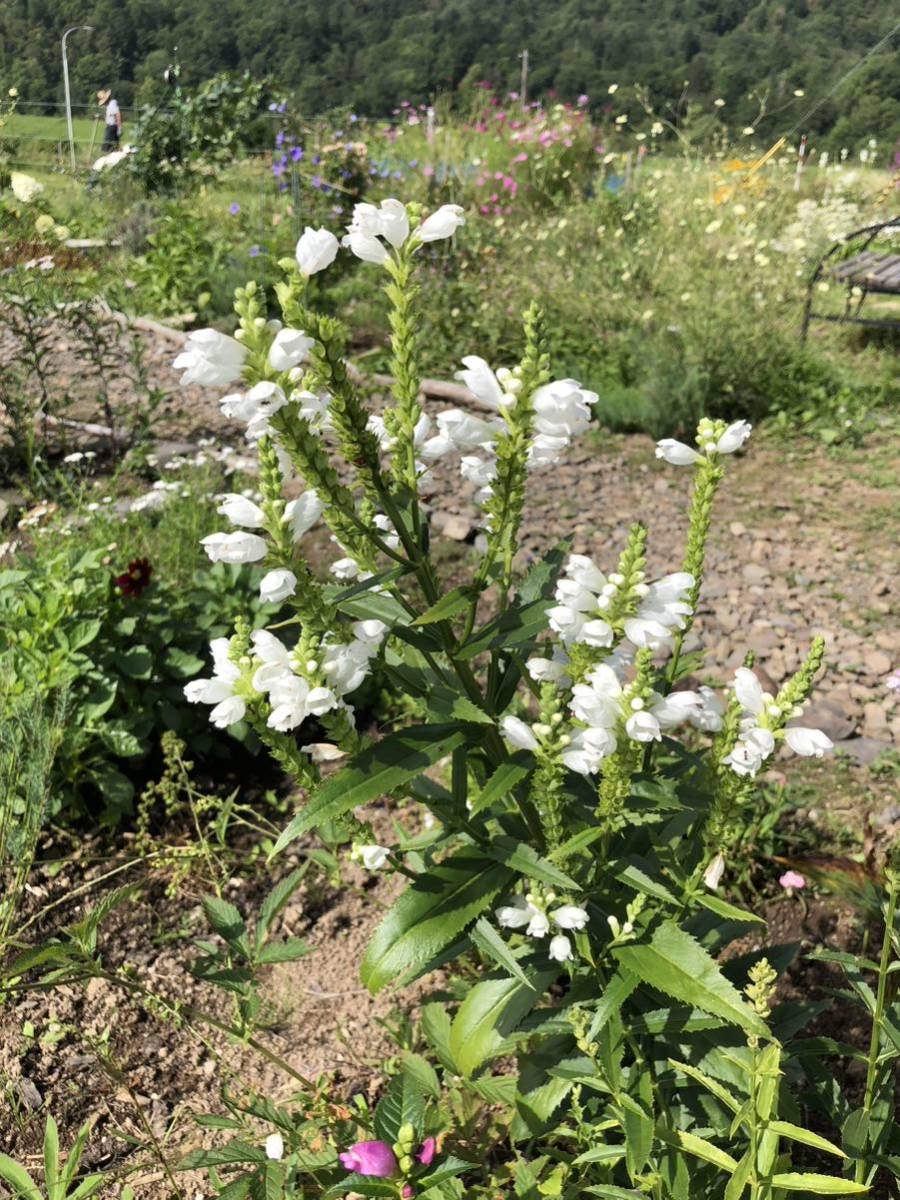 花種 ハナトラノオ 白 多年草 約20粒 北海道よりの画像7
