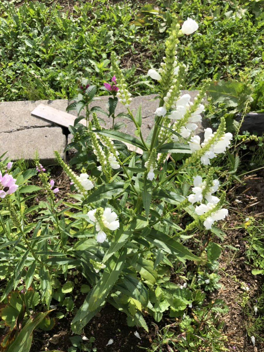 花種 ハナトラノオ 白 多年草 約20粒 北海道よりの画像6