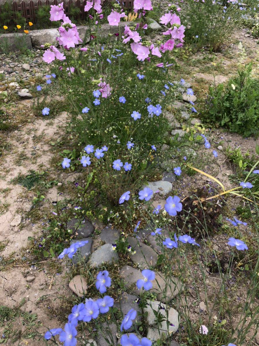 花種　宿根アマ　フラックス　花殻約15個以上　素敵！　北海道より_画像2