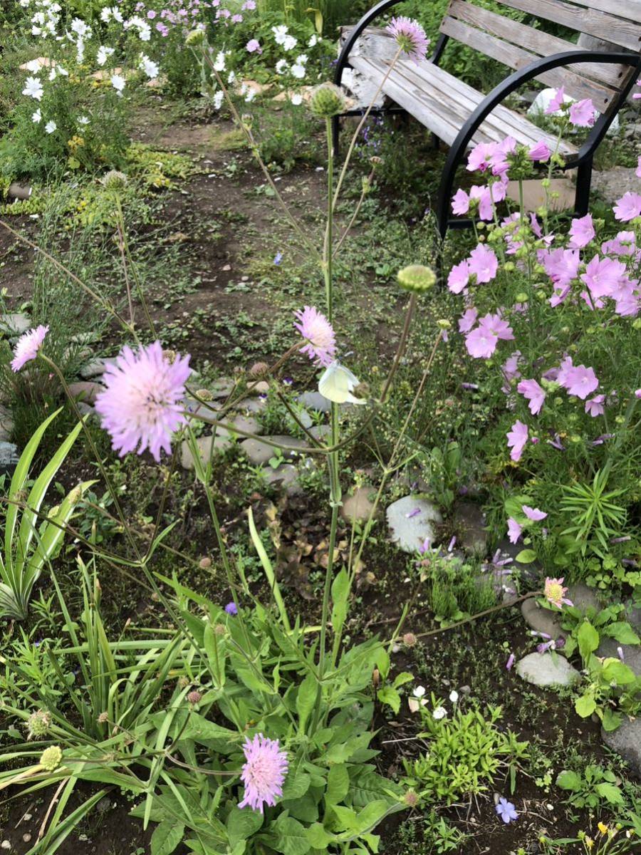 ムスクマロー 種 ピンク 宿根草 可愛い 花殻約10個 北海道よりの画像4