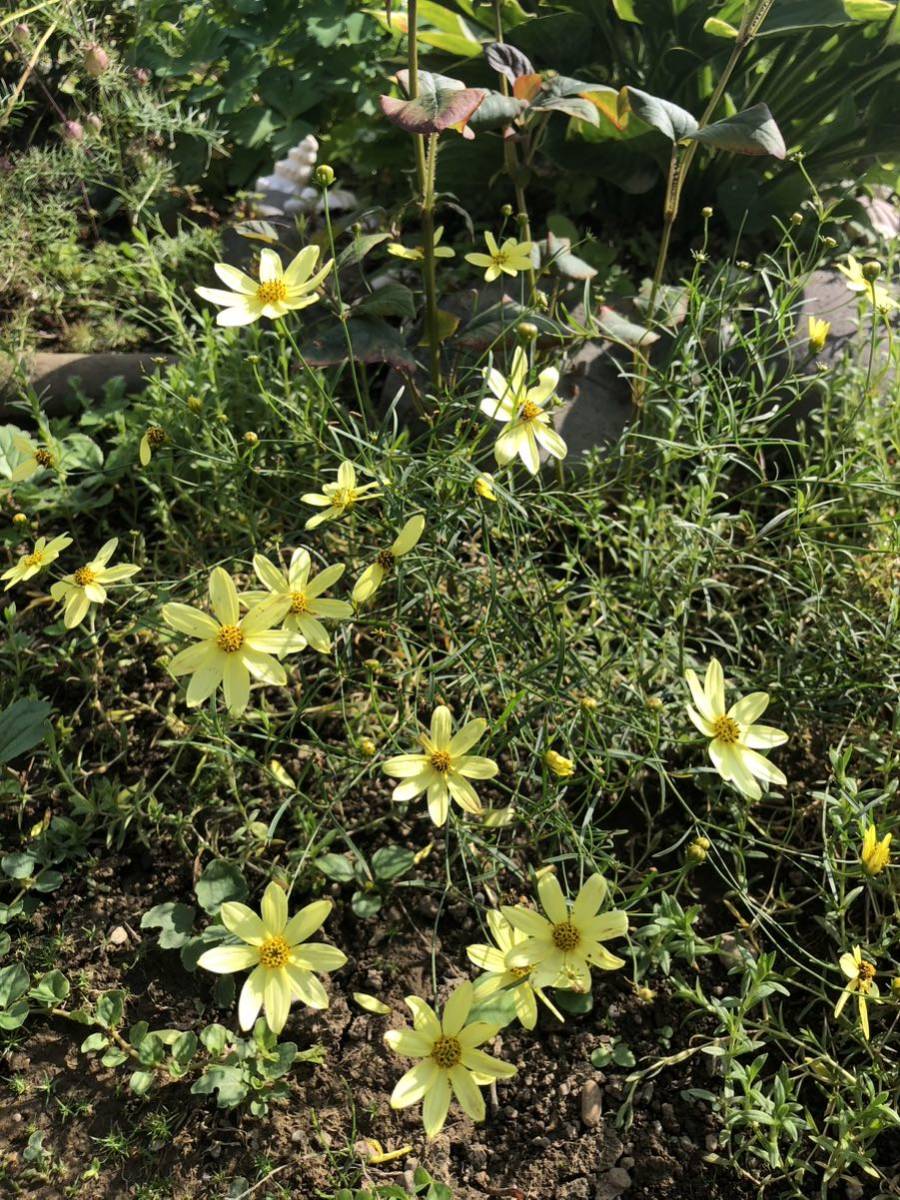 花種　コレオプシス　宿根草　花殻約3個　春から秋まで咲きます　北海道より_画像1