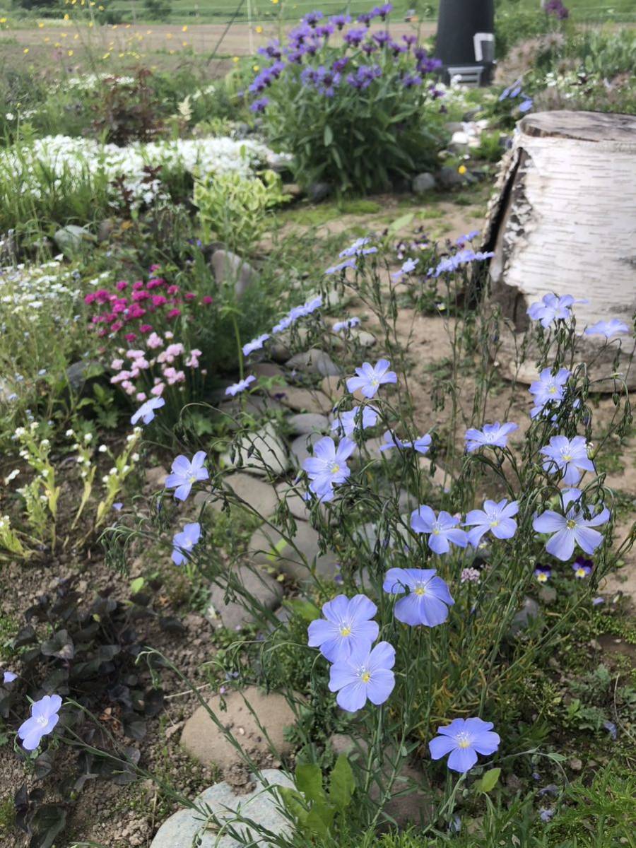 花種 宿根アマ フラックス 花殻約15個以上 素敵！ 北海道よりの画像3