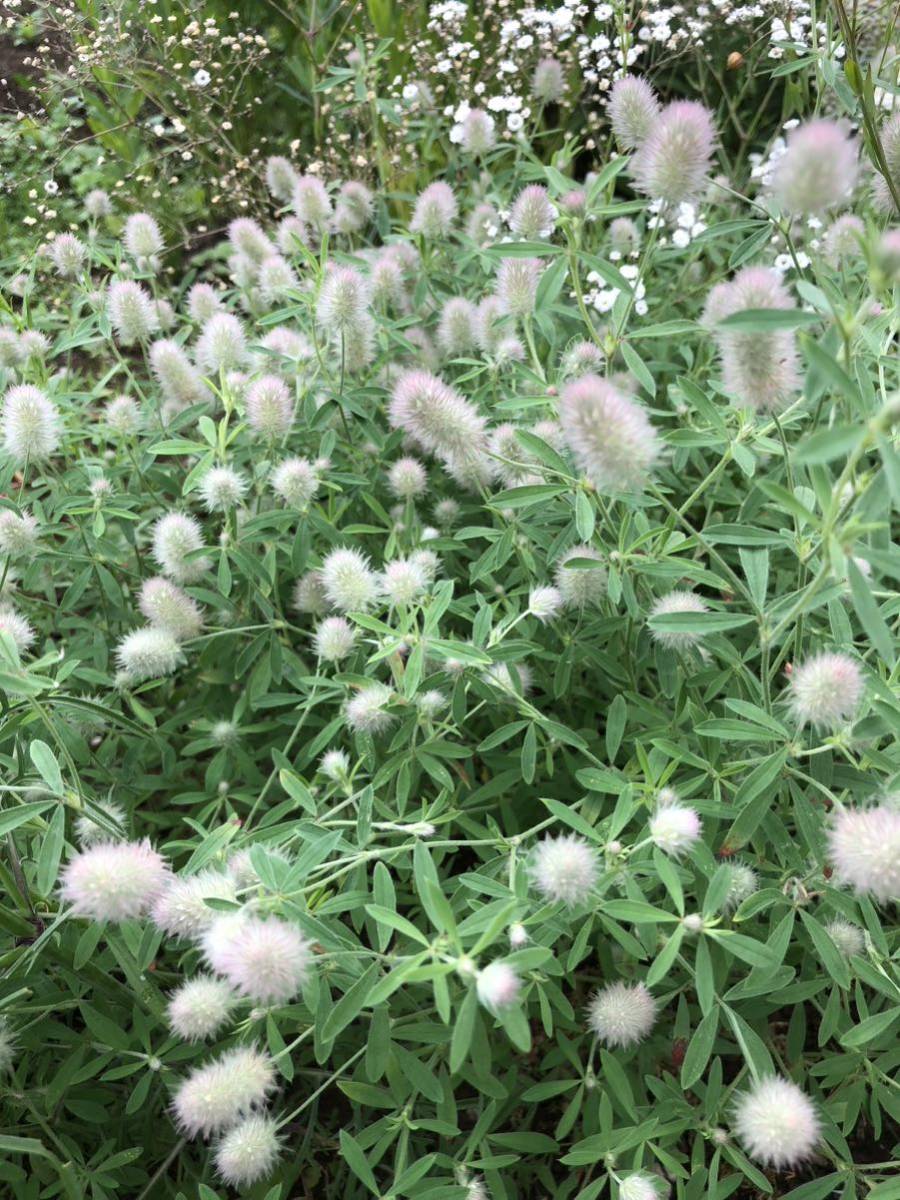 花種　シャグマハギ　一年草　ふわふわもふもふ　ドライフラワーにも　約50粒？北海道より_画像2