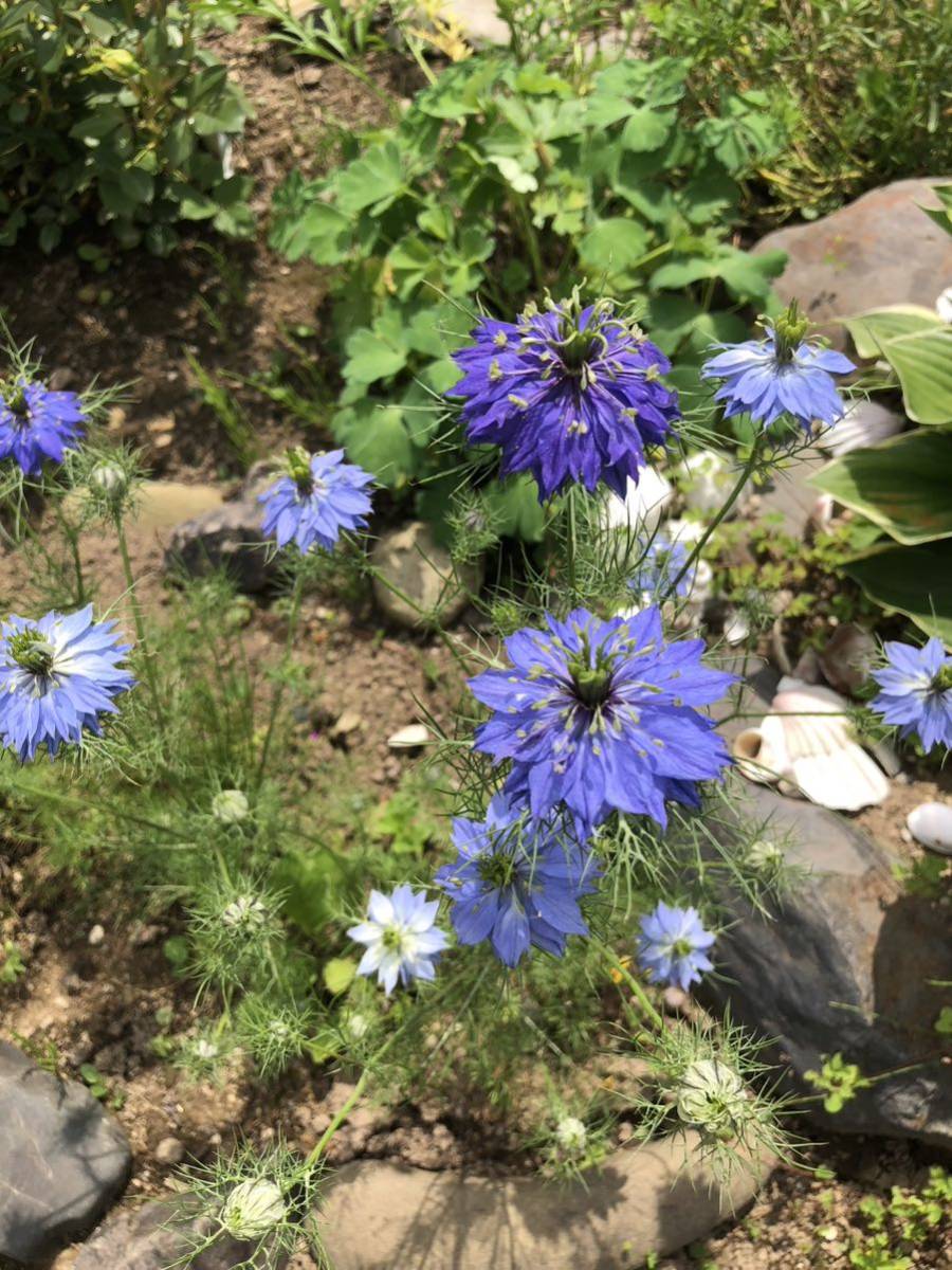 花種　ニゲラ　クロタネソウ　一年草　３色ミックス　約20粒以上　北海道より_画像4