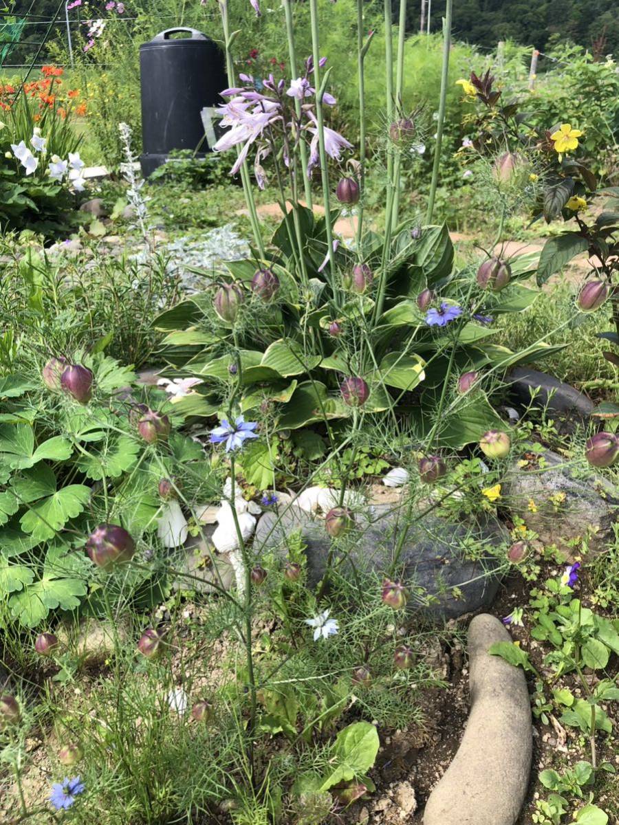 花種　ニゲラ　クロタネソウ　一年草　３色ミックス　約20粒以上　北海道より_画像6