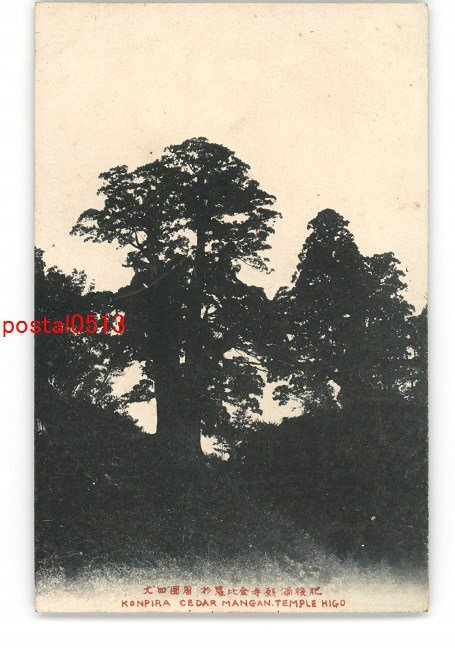 XZJ5511【新規】熊本 肥後満願寺金比羅杉 周囲4丈 *傷み有り【絵葉書】の画像1