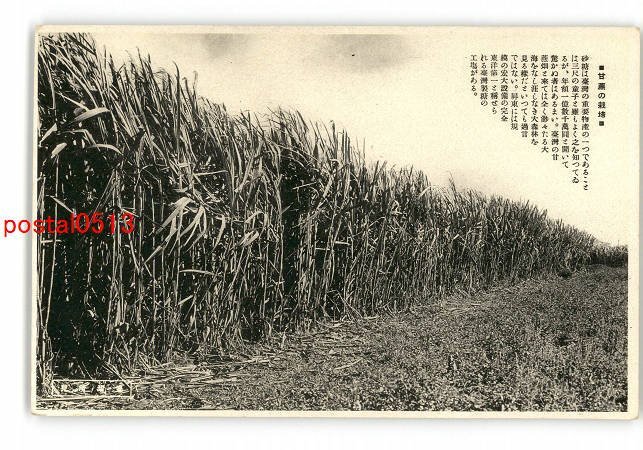 XyK6333●台湾 甘蔗の栽培 *傷み有り【絵葉書】_画像1