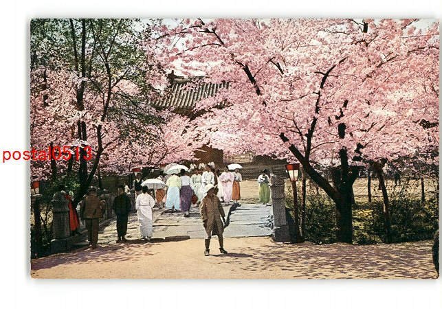 XyL3846●朝鮮 京城 昌慶苑の桜 *傷み有り【絵葉書】_画像1