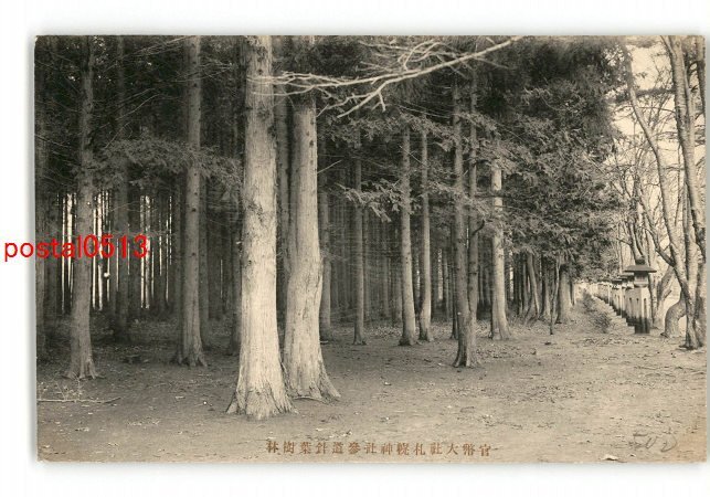 XyO1917●北海道 官幣大社札幌神社参道針葉樹林 *傷み有り【絵葉書】_画像1