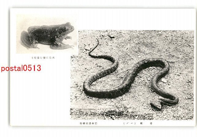 XyP6562●鹿児島 奄美大島 大島に棲む食用蛙 毒蛇 ハブ *傷み有り【絵葉書】_画像1