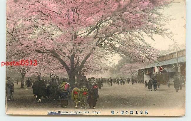 T6944●東京 手彩色 上野公園の桜 t 【絵葉書】_画像1