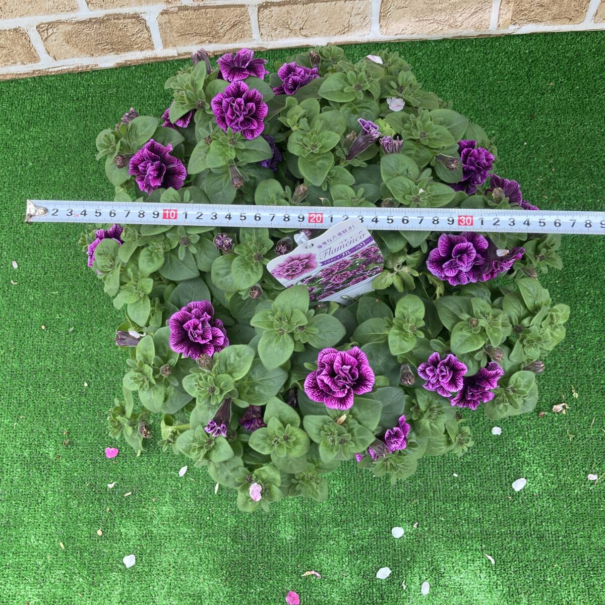 ★1鉢で華やかになります 豪華な八重咲き ペチュニア フラメンコ ブルーベリー 8号 h40cmの画像9