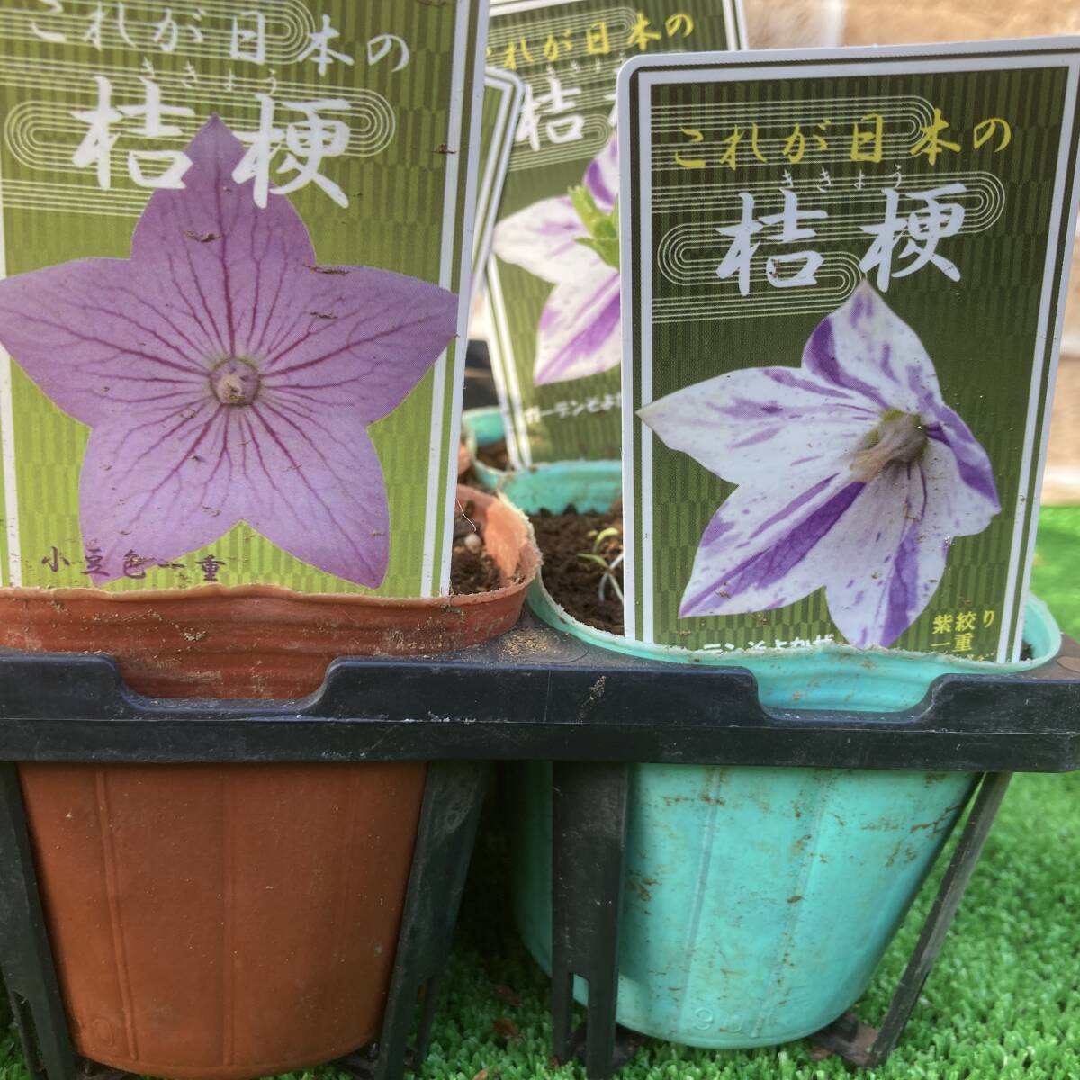 ★月末セール これが日本の桔梗 数量2 ガーデン そよかぜ 作出 一重ミックス6ポットの画像4