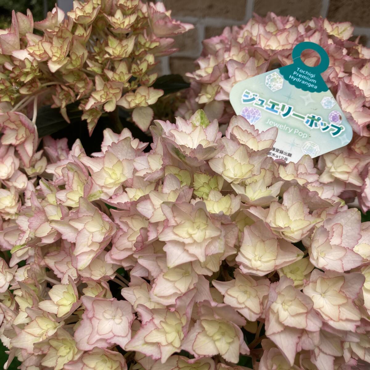 ★今季初出荷特別価格 数量４ 栃木県限定 新作紫陽花 ジュエリーポップ  ５号鉢の画像1