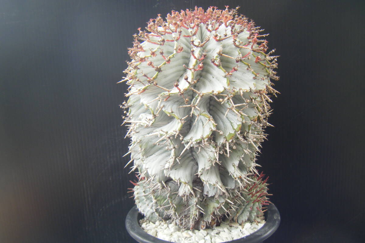 4Df.サボテン・多肉植物（Ｅｕｐ）胴太 特白ゼブラホリダ  大株（購入時の名称）の画像9