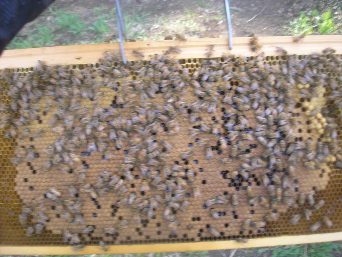 ◎◇★西洋蜜蜂ミツバチ ３枚群 1円スタートBの画像2