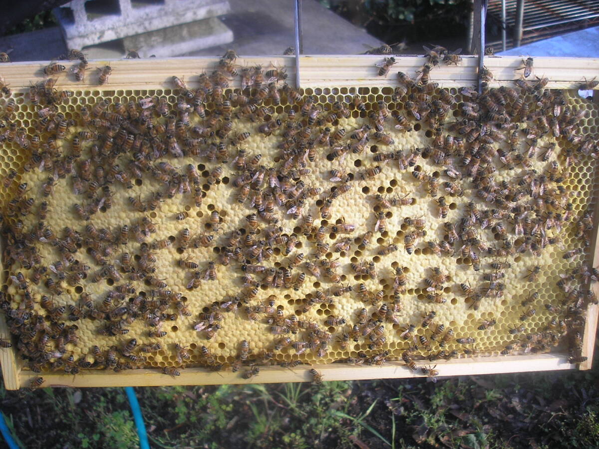 ◎◇★西洋蜜蜂ミツバチ ３枚群 1円スタートCの画像4