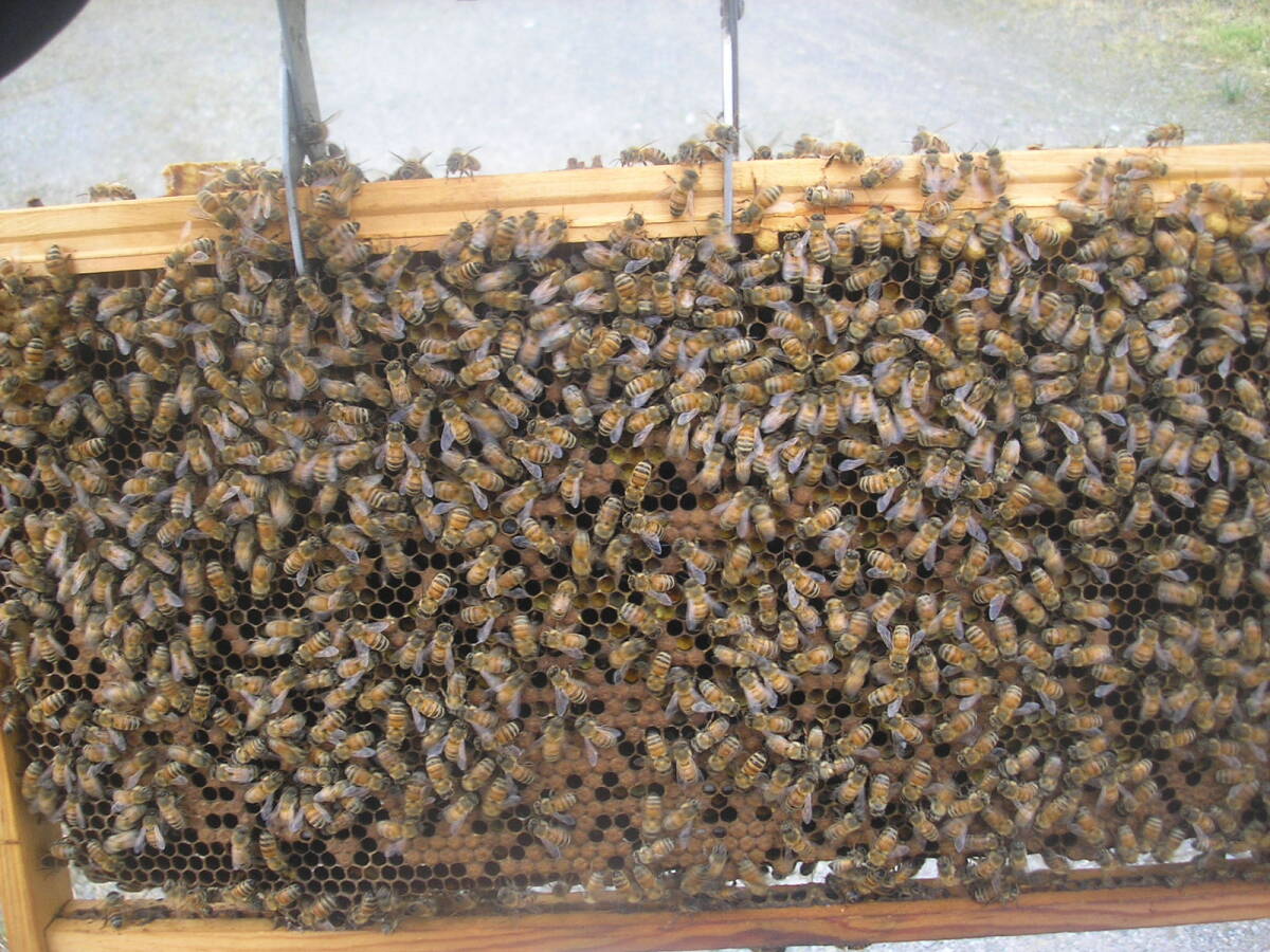 ◎◇★西洋蜜蜂ミツバチ 女王蜂 1円スタート Fの画像5