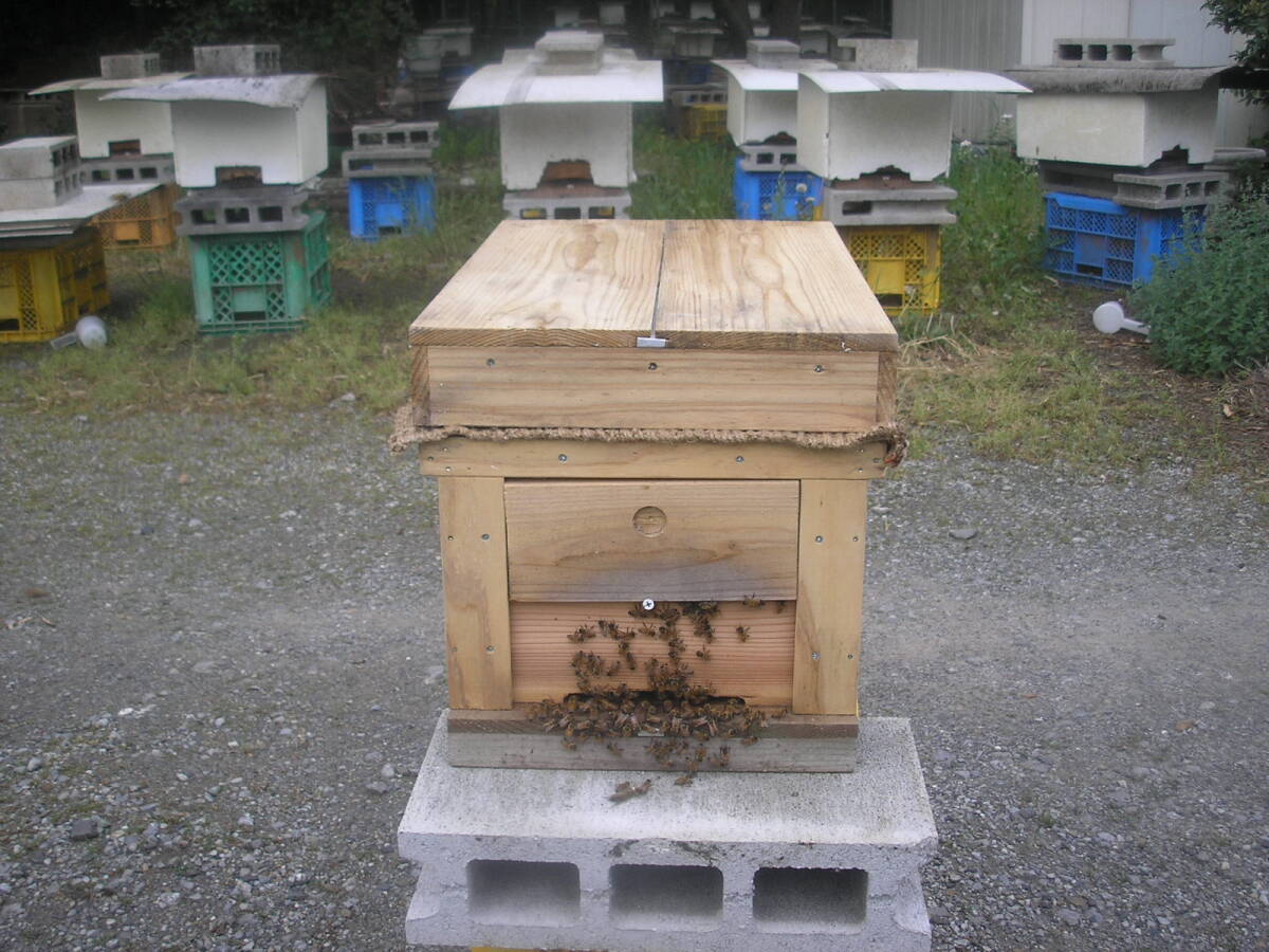 *** запад меласса пчела Mitsuba chi женщина . пчела 1 иен старт H