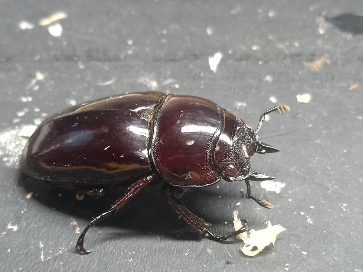 赤レギウス♀単品(親 赤レギ×赤レギ)新生虫未使用 赤色等は写真でご確認。♀41.6 ⑩_画像1