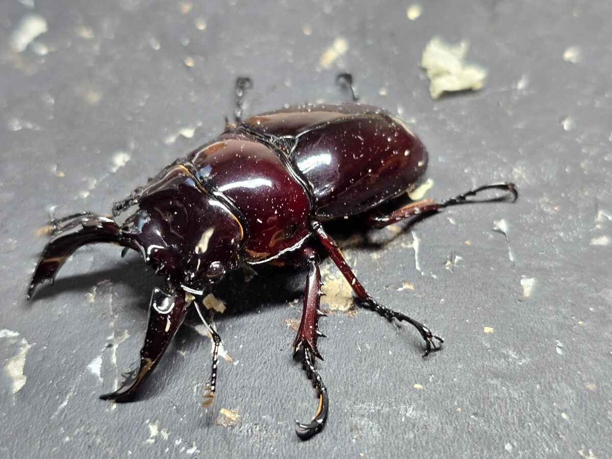 赤レギウス♂単品(親 赤レギ×赤レギ)新生虫未使用 赤色等は写真でご確認。♂64.0 ⑦の画像2