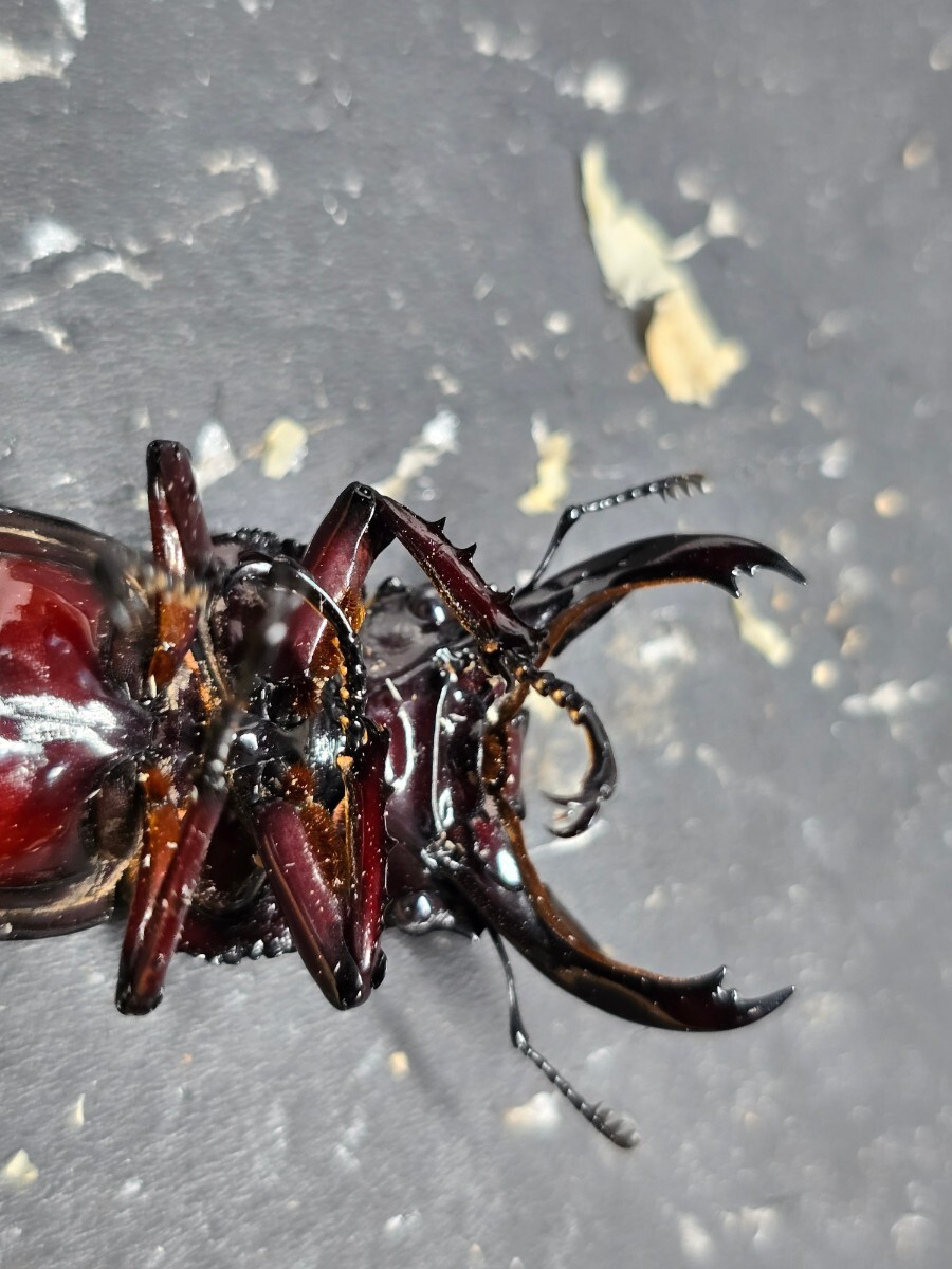 赤レギウス♂単品(親 赤レギ×赤レギ)新生虫未使用 赤色等は写真でご確認。♂64.0 ⑦の画像8