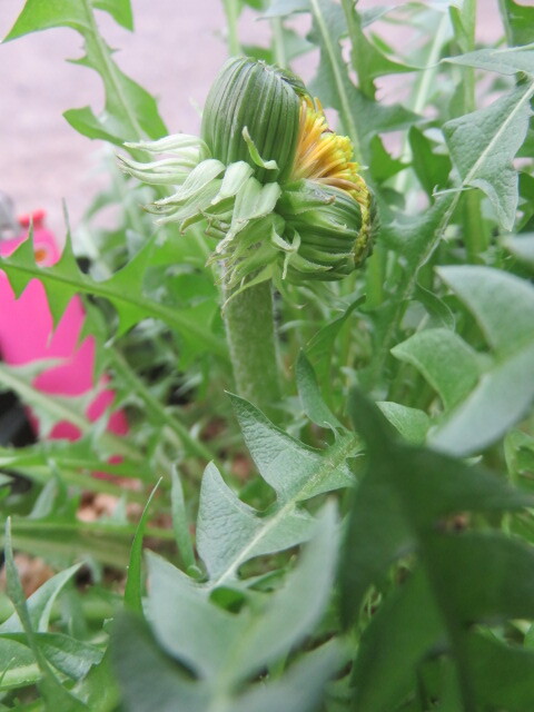 山野草 ② 八房タンポポ 花がくっ付いて咲く １株です。の画像2