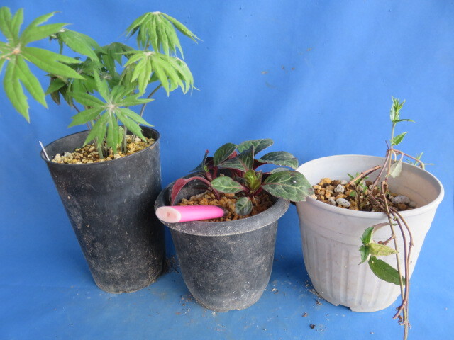 山野草 山野草セット ヤブレガサ、一薬草、蔓リンドウ ３鉢の画像1