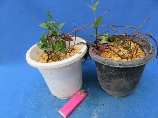 山野草  蔓リンドウ  ２鉢の画像5