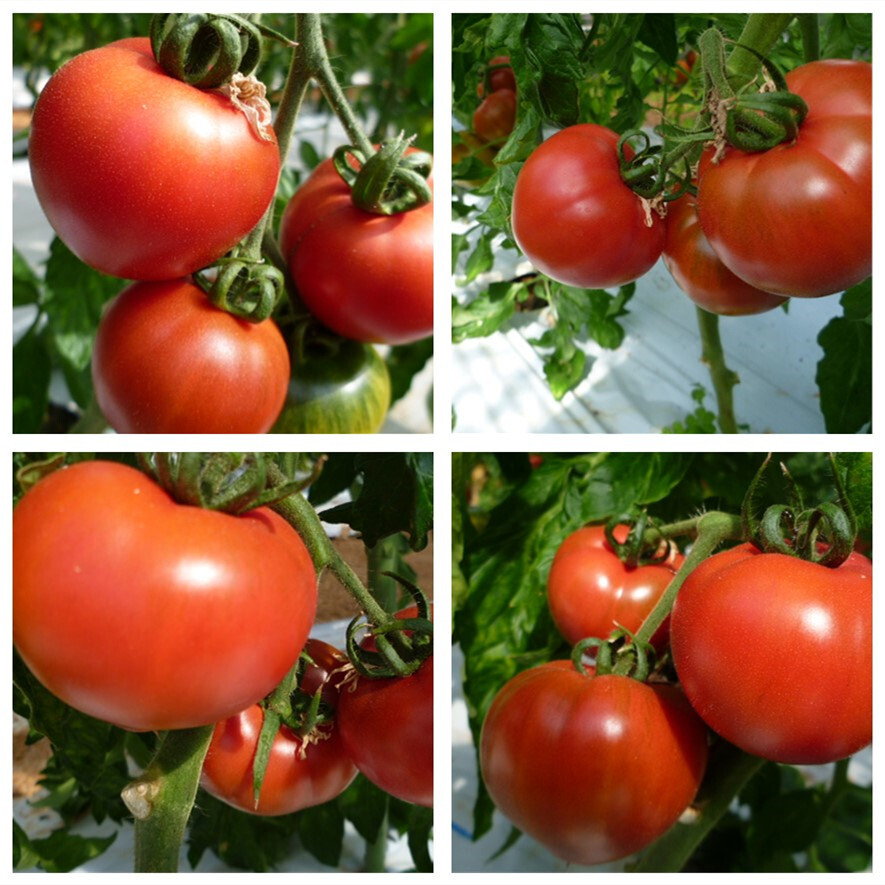 2Lサイズ（6-8玉）赤土トマト ２ｋｇ 大玉トマト 大玉とまと 高糖度 トマトとまと 旨味 ミネラル成分 豊富 プレミアム ビタミンC リコピン_画像3