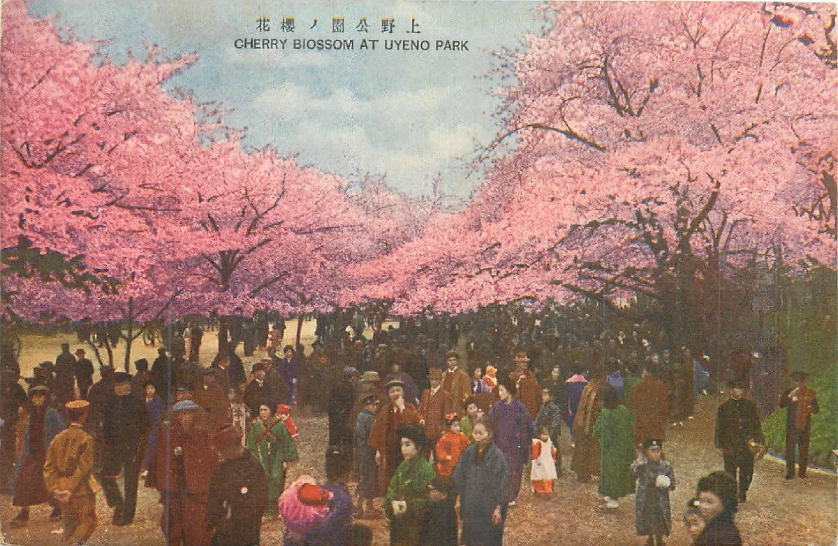 4648【絵葉書】◆東京 上野公園の桜花の画像1