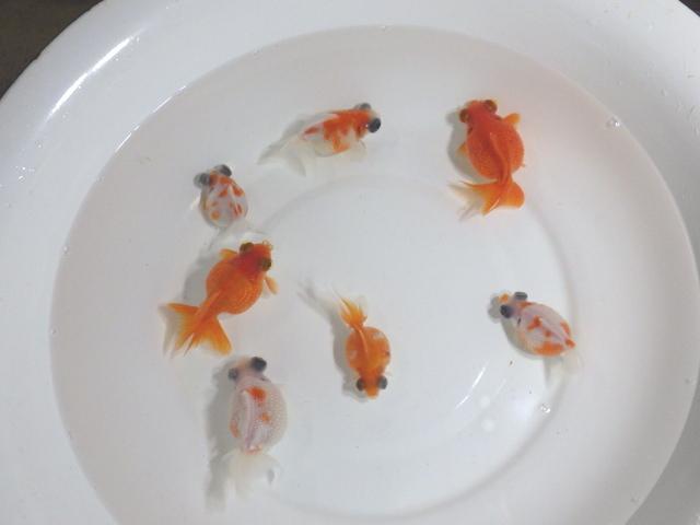 二橋養魚場産　出目ピンポン　針仔３０匹＋α　⑤_画像3