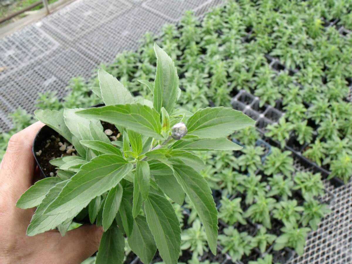 【農園】■ブルーサルビア ファリナセア■花苗２０ポット 生産農園♪の画像5