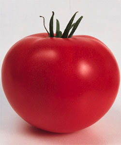 ◆【農園】接木■トマト ホーム桃太郎2■接木野菜苗　２０ポット_画像2