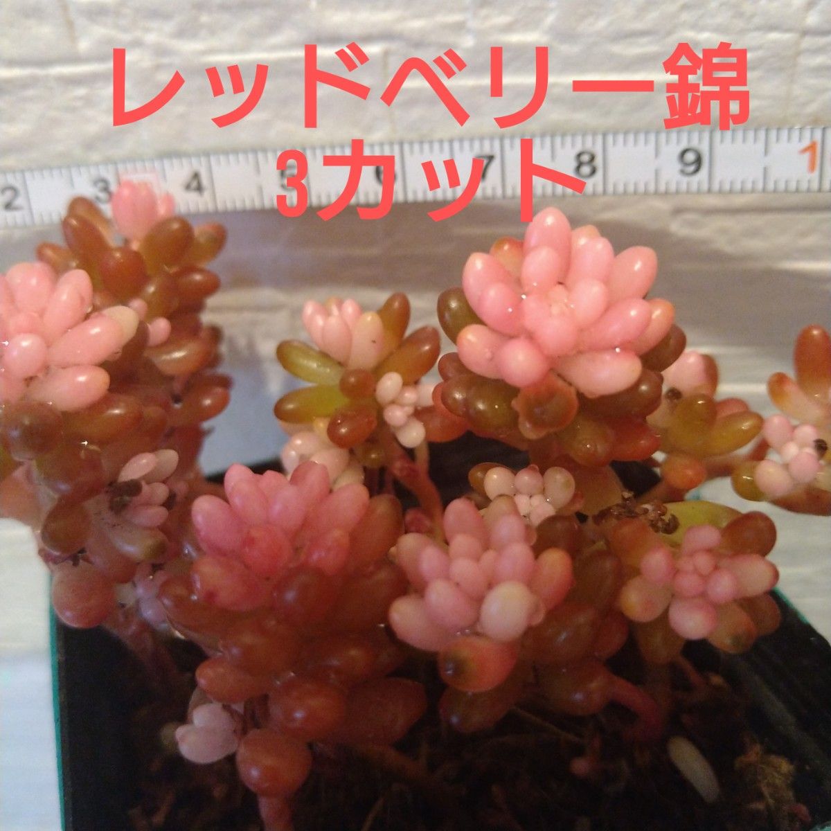 レッドベリー錦 多肉植物 3カット|Yahoo!フリマ(旧PayPayフリマ) レッドベリー錦 多肉植物 3カット|Yahoo!フリマ(旧PayPayフリマ)