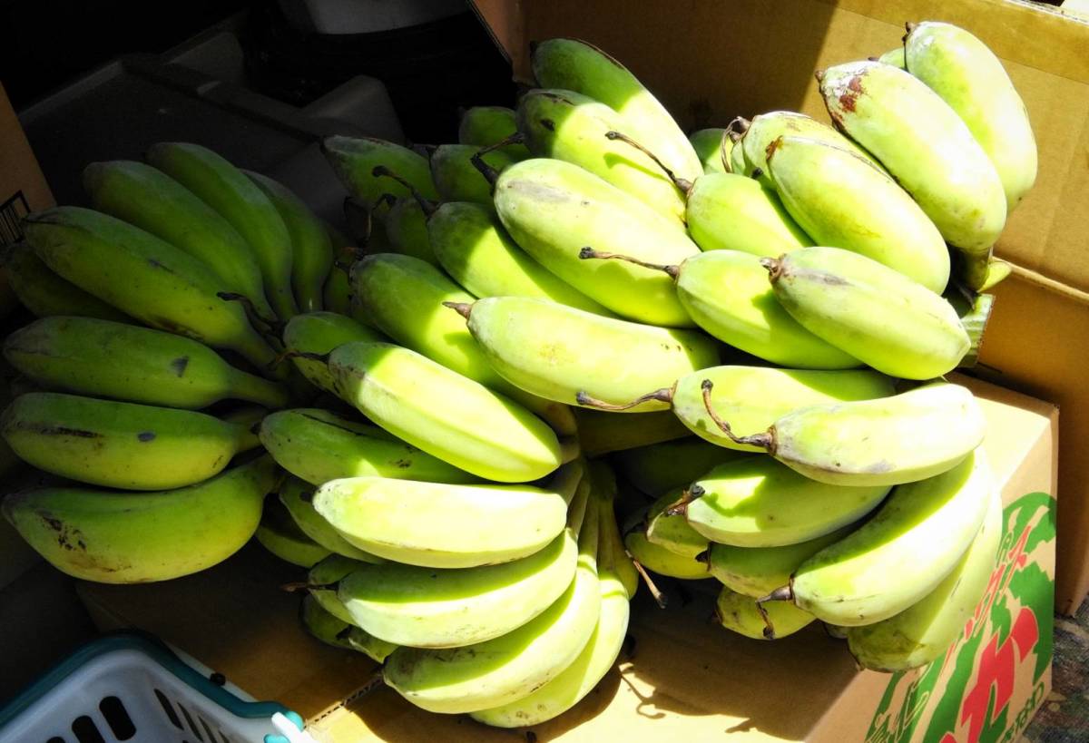  ограничение специальная цена! King ob banana! пик! уникальная вещь dowa- карась mwa banana 1.5.