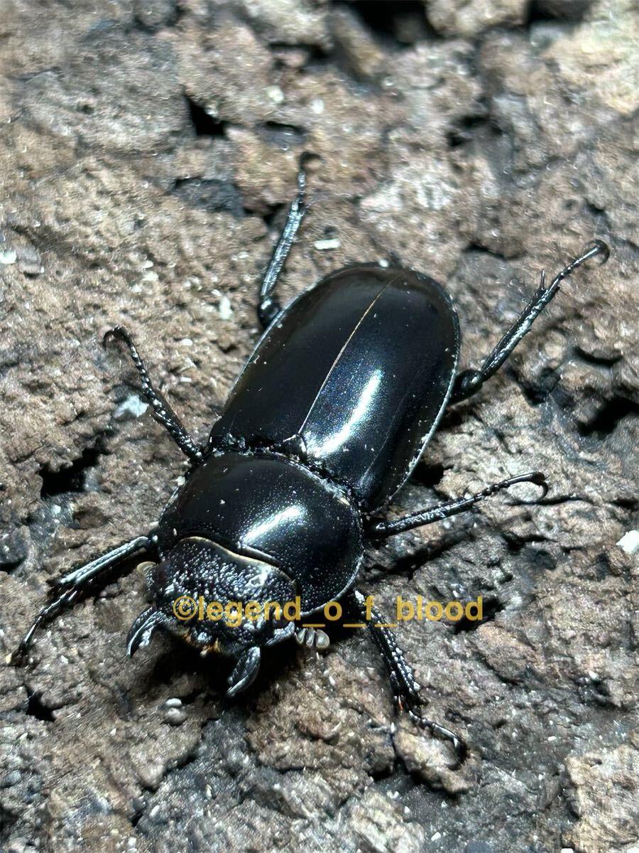 【LOB】フキヌキシカクワガタ　♂55.1 ♀31.7 ペア_画像4