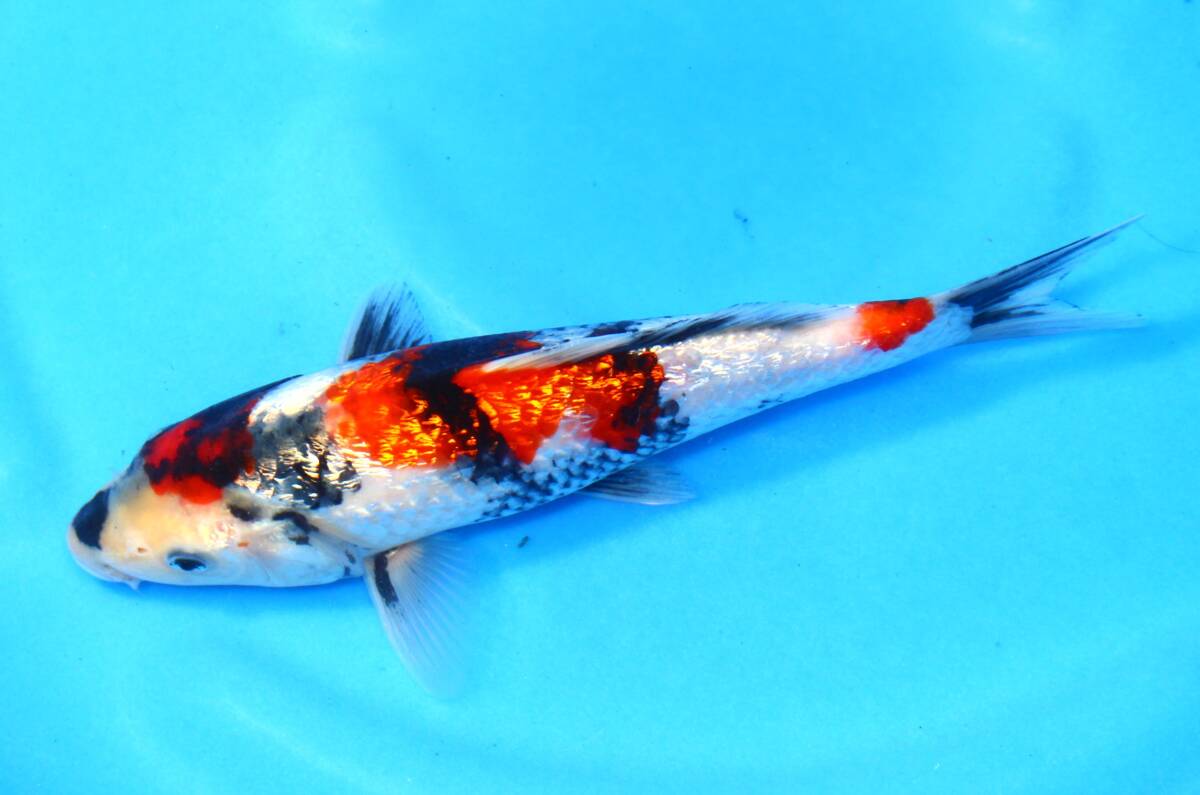 ** colored carp **. peace 5 year this year silver . Showa era (.. system ) 22cm No.365