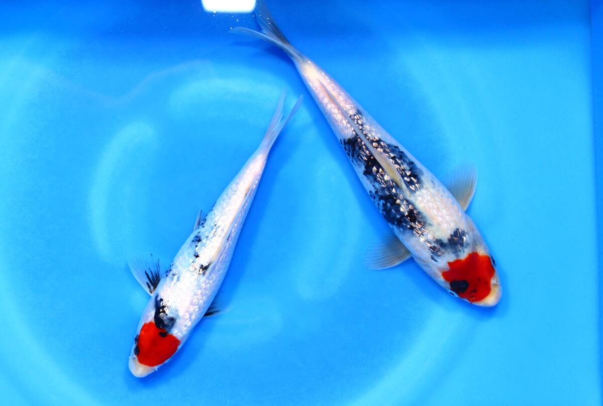 ** colored carp **. peace 5 year this year silver ... Showa era 21~26cm 2 tail set .. for 