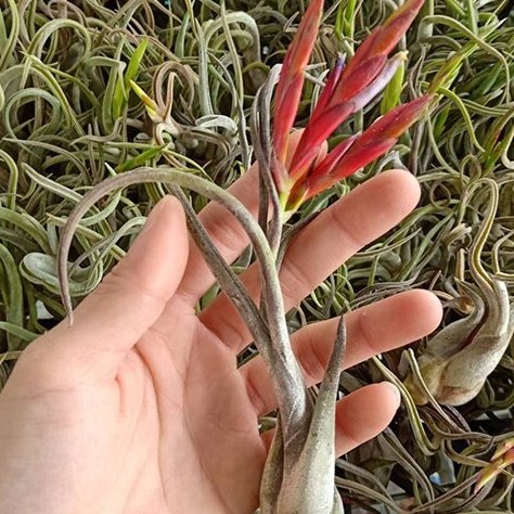 Y084 Tillandsia caput-medusae (台湾株)【3/26輸入・チランジア(ティランジア)・カプトメデューサエ】_参考写真 (花)