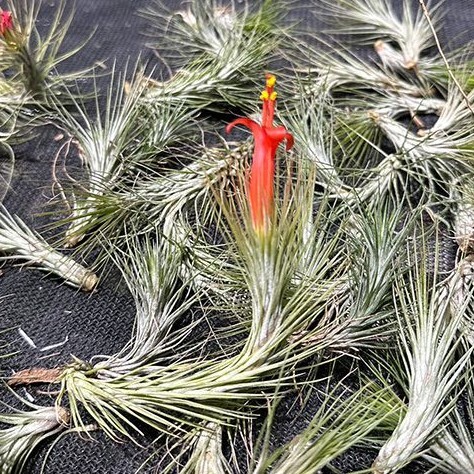 Y129 Tillandsia funckiana 'Silver' (台湾株)【3/26輸入・チランジア (ティランジア)・フンキアナ・シルバー】_参考写真 (花)