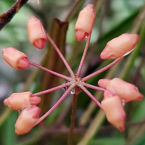 Y211「大株」Hoya insularis (台湾株)【3/26輸入・ホヤ・インスラリス】の画像6