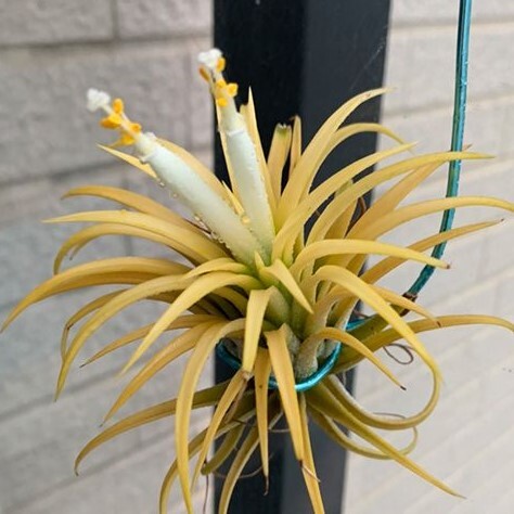 Y261 Tillandsia ionantha 'Druid' (台湾株)【3/26輸入・エアープランツ・チランジア (ティランジア)・イオナンタ・ドルイド】の画像1