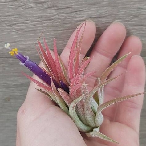 Y263 Tillandsia ionantha 'Peach' (台湾株)【3/26輸入・エアープランツ・チランジア (ティランジア)・イオナンタ・ピーチ】の画像1