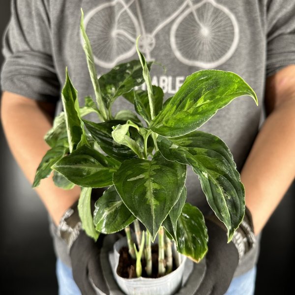 Y062「特大株」Aglaonema pictum tricolor (台湾株)【3/26輸入・アグラオネマ・ピクタム・トリカラー・アロイド】の画像3