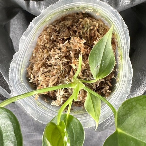 Y151 Anthurium veitchii (台湾株)【3/26輸入・アンスリウム・ベイチー (ビーチー)・アロイド】の画像8